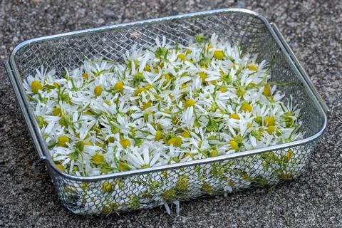 Basket of Chamomile Stock Photos