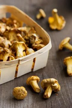 Basket of chanterelles Stock Photos