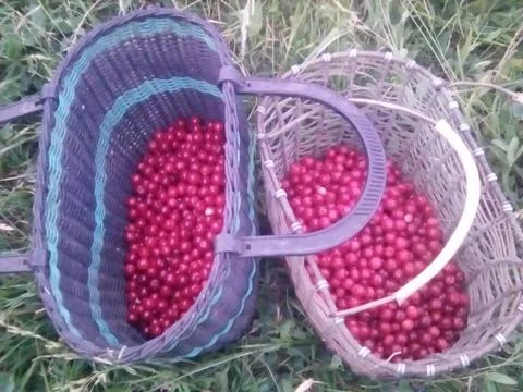 Basket with cherries Stock Photos
