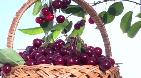 Basket of cherries  rotation 360. Video stock 54936472