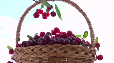Basket of cherries  rotation 360. Video stock 54936532