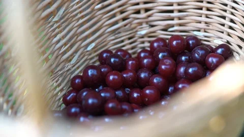 A Basket of Cherry Stock Footage 121979182