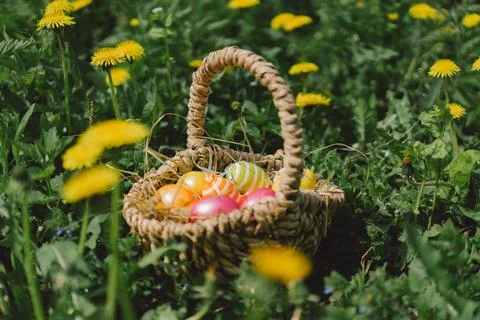 A basket of colorful Easter eggs. Hunting for Easter eggs Stock Photos
