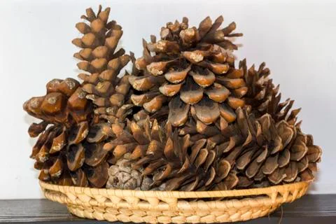 Basket of cones Stock Photos