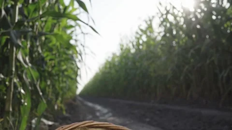 Basket with corn on the background of corn plantation Stock Footage 141164584