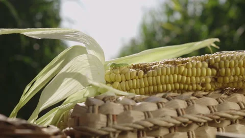 Basket with corn on the background of corn plantation Stock Footage 143052695