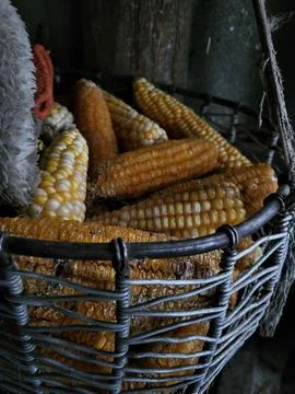 Basket of corn cobs and kernels Stock Photos