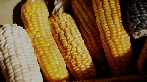 Basket of Corn in Different Colors Stock Footage 293175241