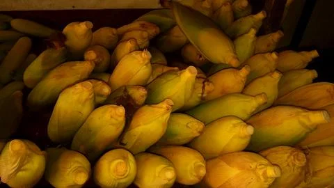 Basket of Corn Stock Photos