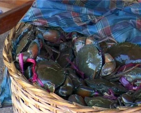Basket of crabs 스톡 동영상 502660