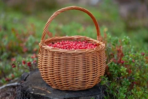 Basket of cranberries on the stump Foto stock