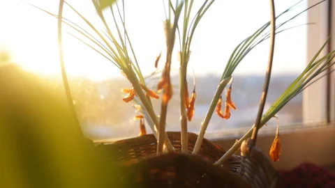 Basket with curled Crocus on the windowsill at sunset. Medium shot, side view, i Stock Footage 87828241