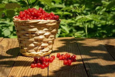 Basket with currants Stock Photos