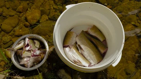 Basket with cut grayling Stock Footage 73312680