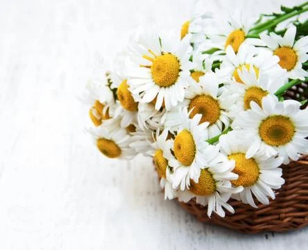 Basket with daisies Stock Photos