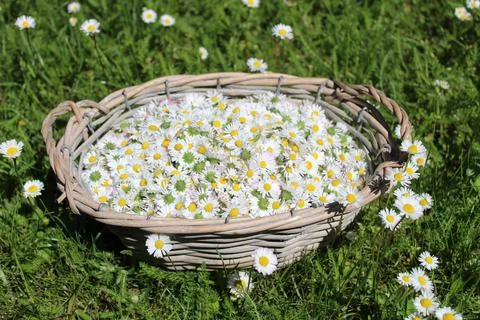 A basket with daisy flowers Stock Photos