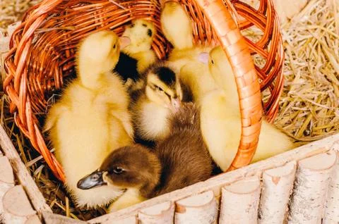 Basket with ducklings Foto stock