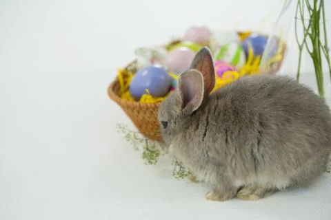 Basket with Easter eggs and Easter bunny 写真素材