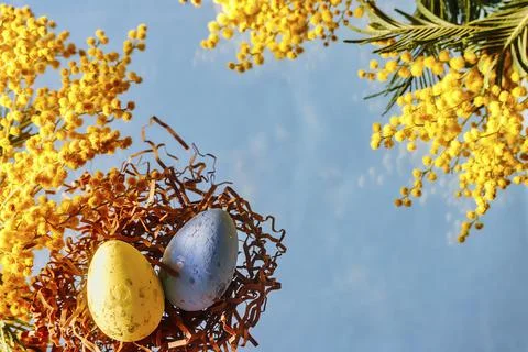A basket with Easter eggs and mimosa flower on blue background Stock Photos