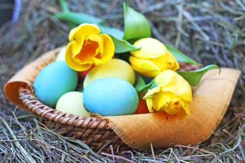 Basket of easter eggs and tulips on hay Stock Photos