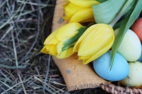 Basket of easter eggs and tulips on hay Stock Photos