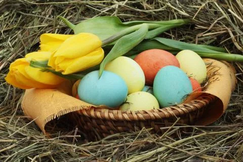 Basket of easter eggs and tulips on hay Stock Photos