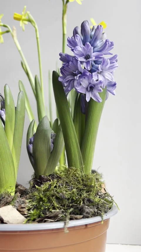 Basket with easter eggs with purple hyacinth and daffodils. View from above. 스톡 동영상 170546236