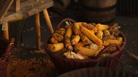 Basket filled with harvested dried corn cobs in rustic barn interior, autum.. Stock Footage 335283630