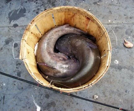 BASKET OF FISH Fotos Stock