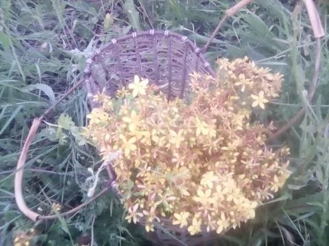 Basket with flowers Stock Photos