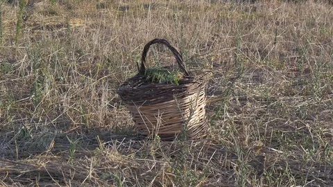 Basket Stock Footage 99664638