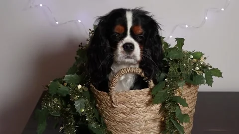 In basket Stock Footage 259048496