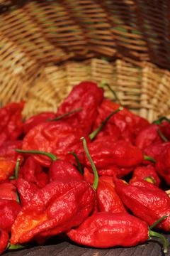 Basket of Fresh Bhut Jolokia Ghost Chili Peppers at rural market Stock Photos
