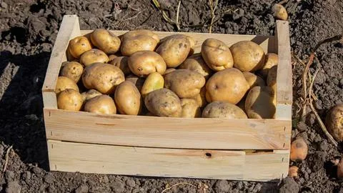 Basket of fresh brown nuts on dark soil Stock Photos
