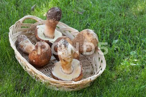 Basket With Fresh Porcini Stock Photos