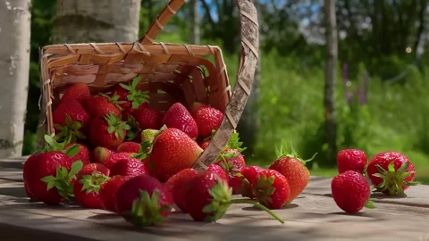 A basket of fresh strawberries tips over on a wooden table on a sunny day. Stock Footage 288962949