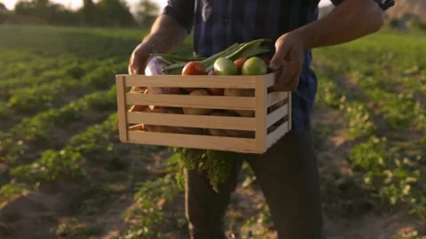 Basket with fresh vegetables. A man picked up a box of fresh vegetables. Harvest Stock Footage 201158310