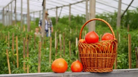 A basket with freshly picked tomatoes on the background of a greenhouse. Stock Footage 255591434