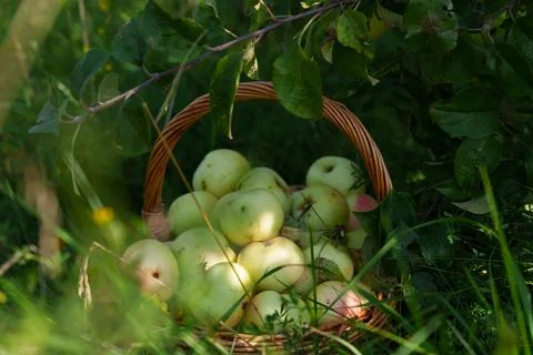 Basket of fruit in grass 스톡 사진