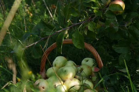 Basket of fruit in grass Stock-Fotos
