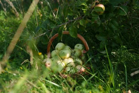 Basket of fruit in grass 스톡 사진