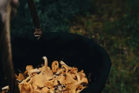 A basket full of chanterelles in the foreground., forest in the background Stock Photos