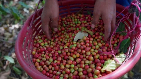 Basket Full of Coffee Cherries with Hands Showing the Harvest Stock Footage 292849038
