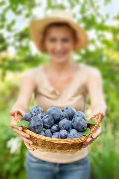 Basket full of fresh fruit Stock Photos