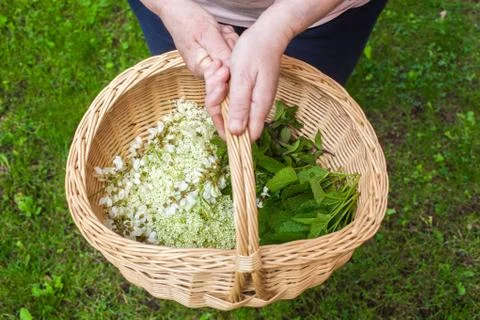 A basket full of herbs Stock Photos