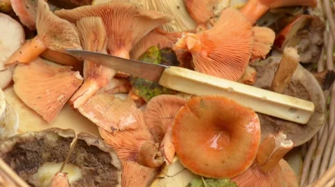 Basket Full Of Mushroom Stock Footage 41762074
