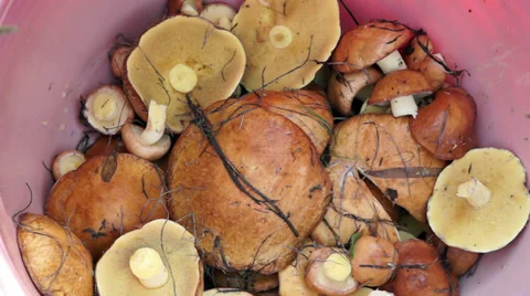 Basket full of mushrooms Stock Footage 39232217
