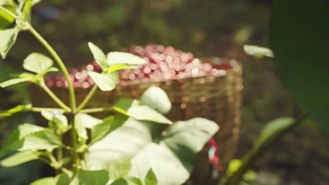 A Basket Full Of Red Coffee Cherries 스톡 동영상 169581787