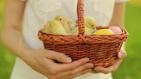 A basket full of small chickens in the hands of a girl. Easter Holiday Stock-Footage 233597874
