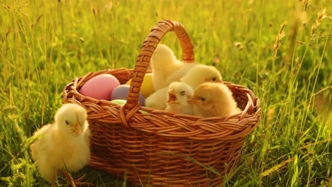 A basket full of small chicks and eggs on the grass. Happy Easter Holiday Stock-Footage 233598299
